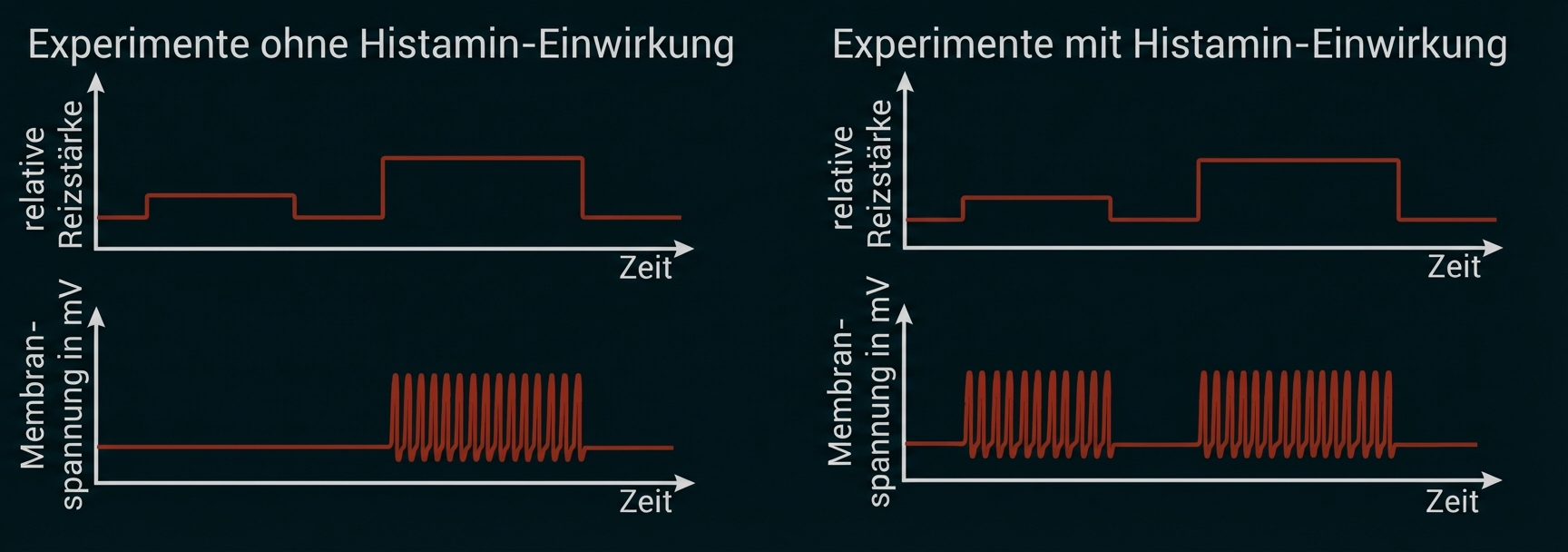 Zwei Diagramme: links ohne, rechts mit Histamin; oben Reizstärke, unten Membranspannung mit Aktionspotenzial-Bursts.